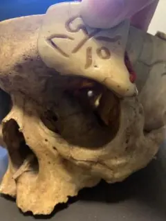 呪物　カパラ　チベット　カパーラ　頭蓋骨　数珠　根付　クマントーン　プラクルアン 呪物 カパラ チベット カパーラ 頭蓋骨 数珠 根付 クマントーン