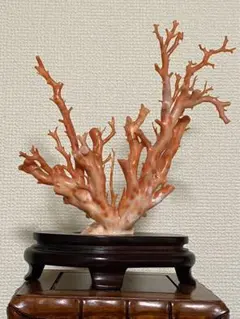 本赤珊瑚原木　110g/幅約18㎝　東Y7-0904⭐︎1Fトコサト 本赤珊瑚原木 110g/幅約18㎝ 東Y7-0904⭐︎1Fトコサト