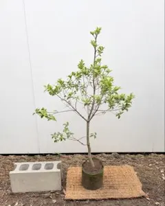 超美品 山採りアブラツツジ5/27 ① H158cm W120cm値引き不可能品