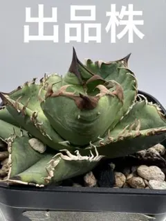 アガベ チタノタ 紅獅 【金剛】鉢植え発送‼️① - メルカリ