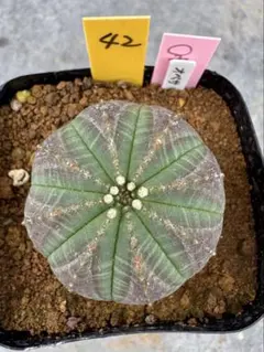 ハク＆マシロ様 リクエスト 3点 まとめ商品