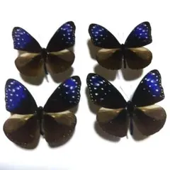 2026年最新】蝶の人気アイテム - メルカリ