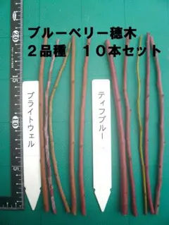 2026年最新】ブルーベリー穂木の人気アイテム - メルカリ