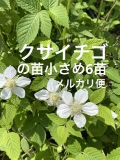 クサイチゴの苗小さめ6苗です　農薬不使用　草イチゴ　木苺　ラズベリー