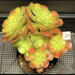 2026年最新】観葉植物 アエオニウムの人気アイテム - メルカリ