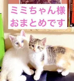 ミミちゃん様 リクエスト 3点 まとめ商品