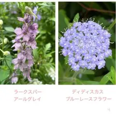 ラークスパー アールグレイ、ブルーレースフラワーのサムネイル