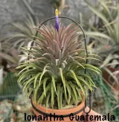 Tillandsia argentea 速達発送 Tillandsia Argentea 速達発送 - メルカリ