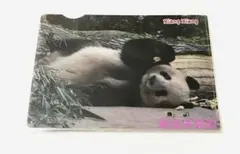 上野松坂屋　ハッピーパンダフルディズ　シャンシャン クリアファイル