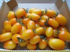 北海道産　ミニトマト　イエローアイコ　２kgのサムネイル