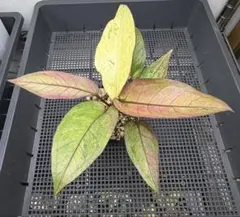 2026年最新】anthuriumの人気アイテム - メルカリ