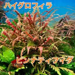 ハイグロフィラピンナティフィダ 無農薬のサムネイル