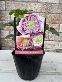 【専用ページ】マナティ様 リクエスト 2点 まとめ商品