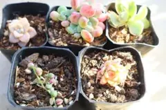多肉植物5品種セット「メビナ斑入り&マネーメーカー&ピンクローシン群生&ア...