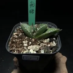 A様 リクエスト 3点 まとめ商品