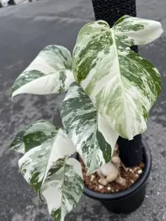 へそてん様 リクエスト 2点 まとめ商品