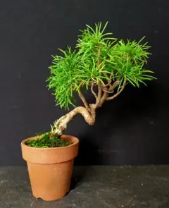 五葉松 盆栽 根上がり 鉢植え - メルカリ