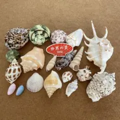 世界の貝殻セット 透明ビニール袋入り - メルカリ