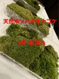 国産マリモ 約1cm 3個 癒しのマリモ無農薬 - メルカリ
