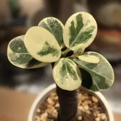 2025年最新】パンダガジュマル 斑入りの人気アイテム - メルカリ