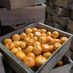 サトキキ様専用