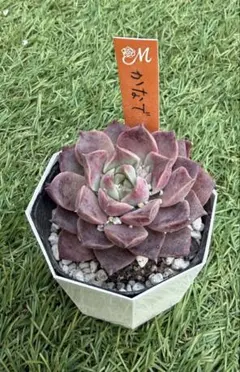 2026年最新】miya苗の人気アイテム - メルカリ