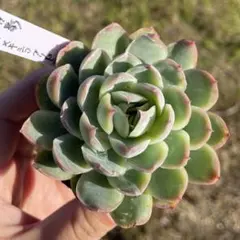 札のみ　優木園さん　4枚 札のみ 優木園さん 4枚 札のみ 優木園さん 4枚 札のみ優木園さん4枚