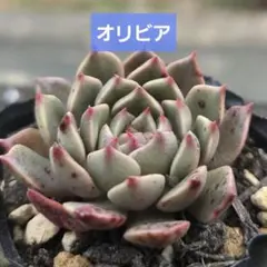 38【現品2枚目〜カット】多肉「チーズブルーベリー」チョー可愛い