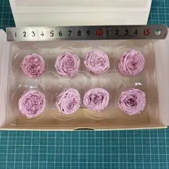 ナナガーデンローズのプリンセスピンク