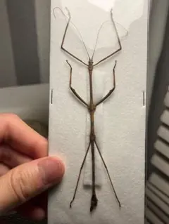 トゲトゲナナフシの一種 バッタ 標本 直翅類 カマキリマンティス