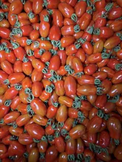 長崎県産ミニトマトフラガール1キロ