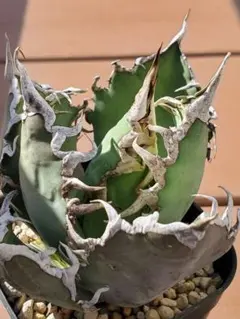 アガベ3株セット 鰐亀　ブツブツ　BB シーザー アガベ3株セット 鰐亀 ブツブツ BB シーザー