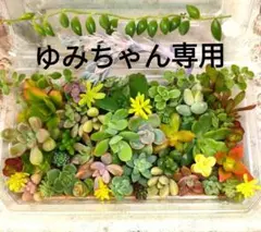 ぎっしり多肉弁当　X ☆16×10×4.5☆カット苗☆おまけ多肉付き