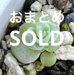 ❤ラブリーローズ錦❤ 白斑レア  カキコ赤斑葉挿し付⑧