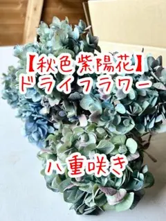 【リピ割】ハンドメイド 秋色紫陽花ドライフラワー パープル系11点 ※現品限り リピ割】ハンドメイド 秋色紫陽花ドライフラワー パープル系11点 ※現品