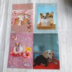 【当時物】サンエックス 平成レトロ クリアファイル 4枚セット 実写 犬 うさぎ