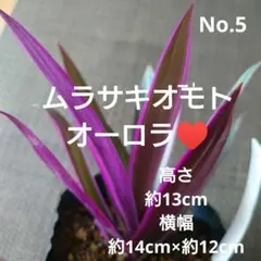 No.2【sale♥️2苗木セット♪】ドラセナドリーミー♥️ - メルカリ