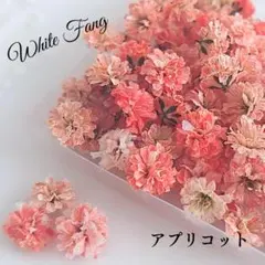 アプリコット✡かすみ草◆ドライフラワー　花材