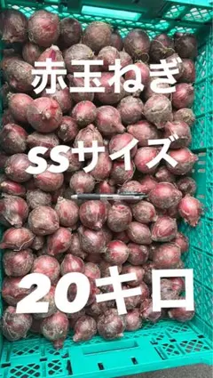 京丹後未来ファーム様専用 赤玉ねぎ SSサイズ 20kg - メルカリ