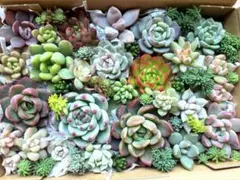多肉植物　寄せ植えセット　カット苗f