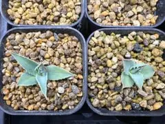 2026年最新】アガベ実生の人気アイテム - メルカリ