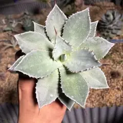 2025年最新】トランカータ 実生の人気アイテム - メルカリ