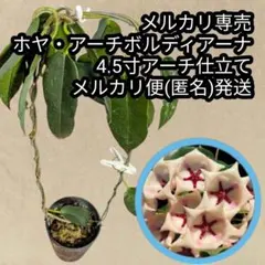ホヤ・Seed023 4.5寸アーチ仕立て メルカリ便(匿名)発送 サクララン