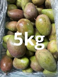 摘果マンゴー 5kg - メルカリ