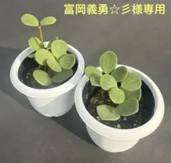 【お得】ぺぺロミア　ホープ　◇抜き苗(2苗)◇