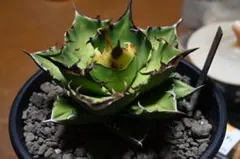 サラマンダーsalamandar子株付き●増殖用●特売●メルカリ便アガベチタノタ アガベ チタノタ 白鯨 子株 鉢のまま発送 最終値下げ価格 美株ラスト株