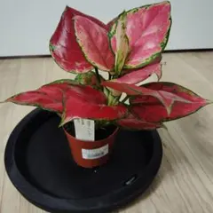 アグラオネマ ビューティー 観葉植物のサムネイル