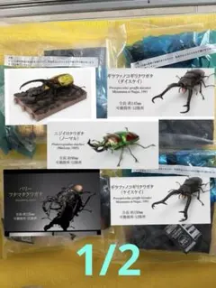 いきもの大図鑑　カブトムシ　クワガタ　まとめ売り