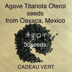 アガベ オテロイFO-076 厳龍種子30粒＋1粒メキシコオアハカ産　発芽確認済のサムネイル