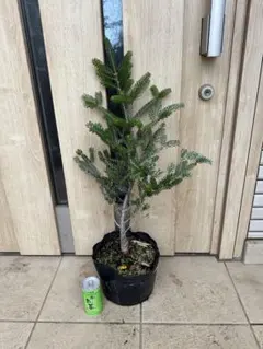もみの木　abies procera シンボルツリー　ノーブルモミ 苗 もみの木 abies procera シンボルツリー ノーブルモミ 苗 - メルカリ